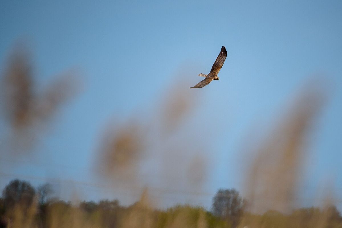 A bird of prey over the reeds at the Lödde river mouth, Löddesnäs